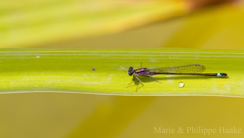 Agrion elegant 1892.jpg - Agrion élégant (femelle type violette) Ermitage, Genève, Suisse